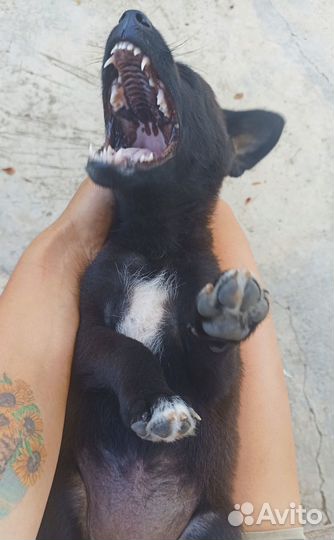 Щенок девочка 1,5 мес