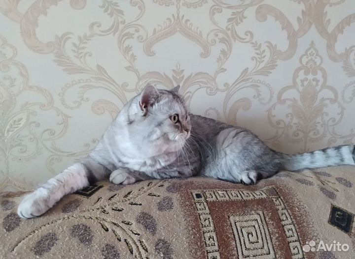 Британские котята
