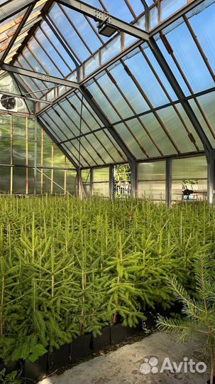 Саженцы ель обыкновенная с комом зкс