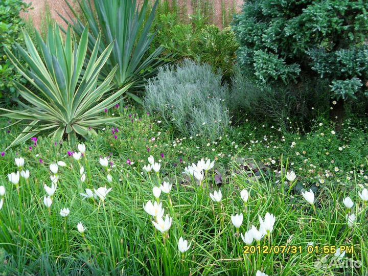 Зиферантус