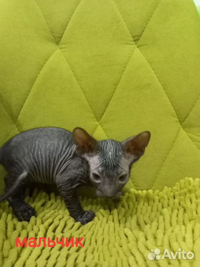 Донской сфинкс