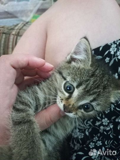 Котёнок девочка