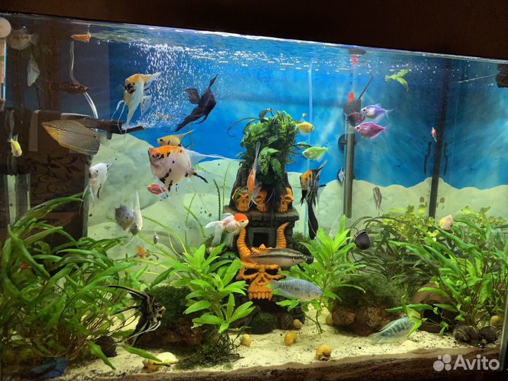 Аквариум