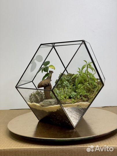 Флорариум «Осознанность» с бонсаем