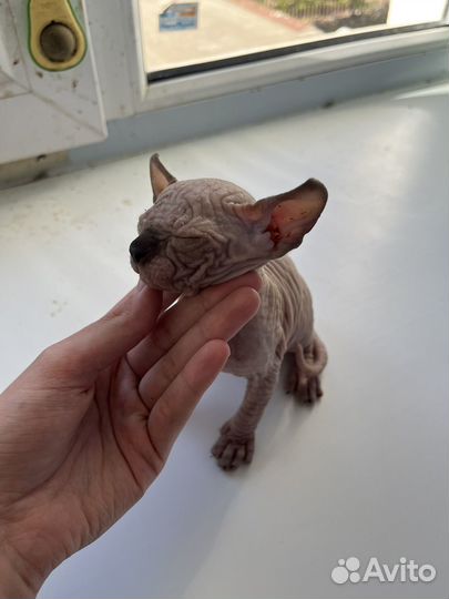 Котята Канадский сфинкс эльф