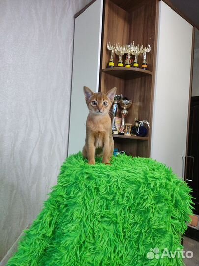 Абиссинский котенок дикого окраса (кошечка)