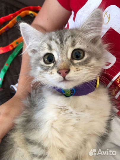 В добрые руки