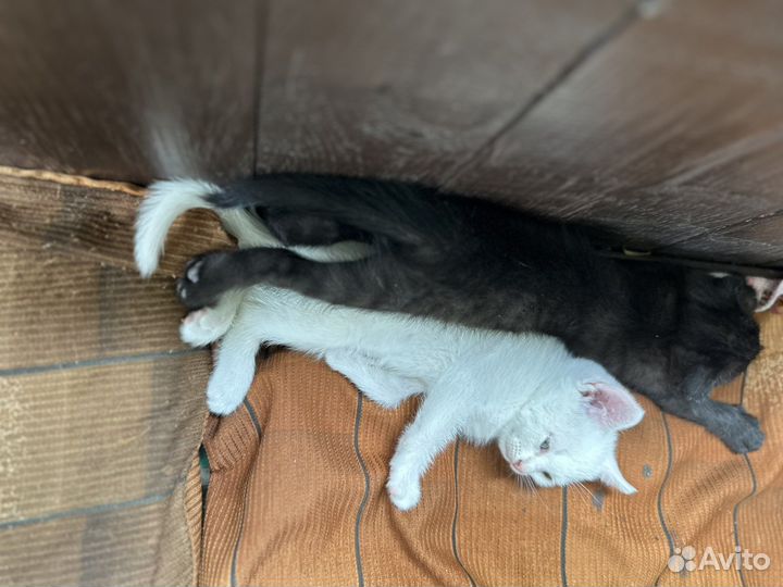 Котята в добрые руки