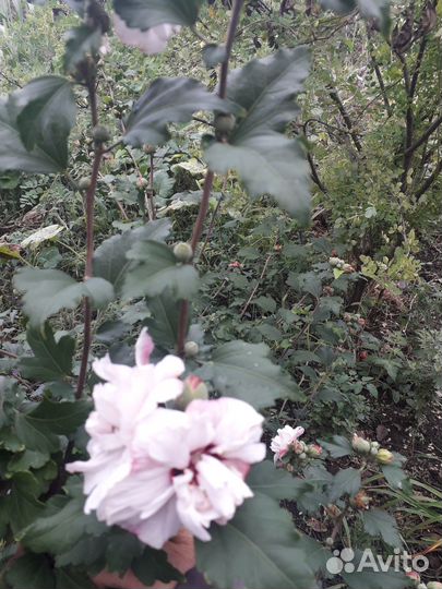 Сортовые гибискусы