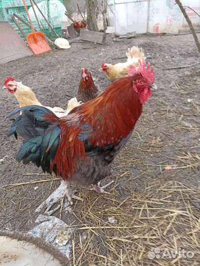 Петухи разных пород