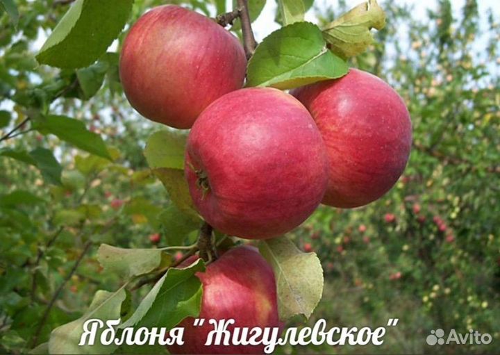 Яблоня Конфетное