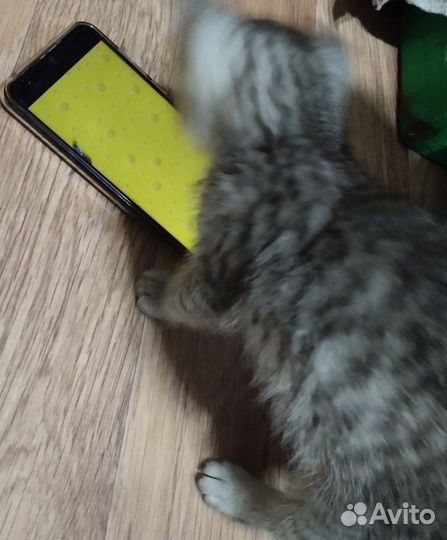 Отдам котенка