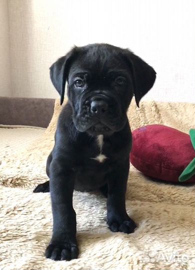 Щенки-девочки кане корсо