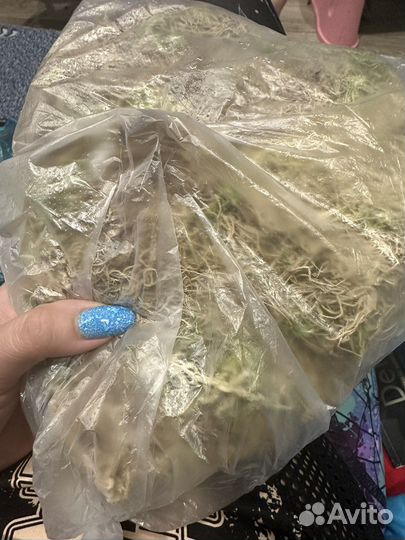 Мох для растений