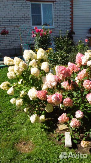 Кустарники цветущие и хвойники