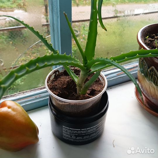 Алоэ лечебный