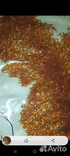 Малек форели