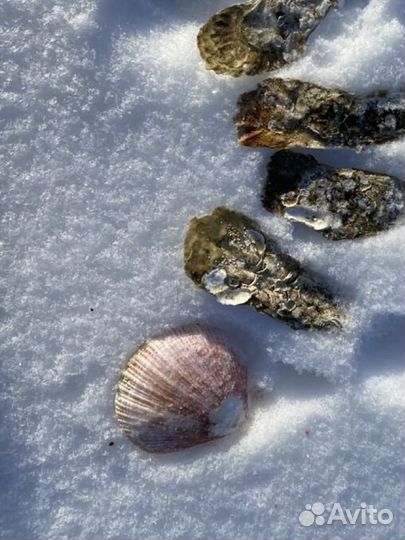 Морские ракушки раковины большие