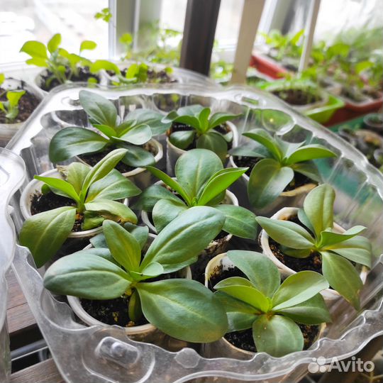 Эустома рассада