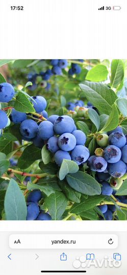 Саженцы голубики и клюквы