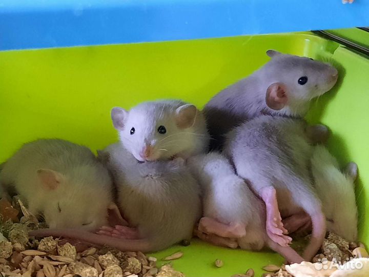 Крысы. Крысята Дамбо из питомника. Клетки, корма