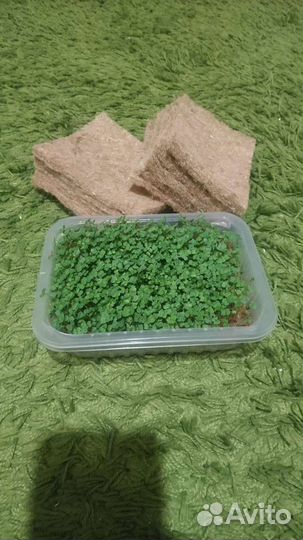 Набор для выращивания микрозелени