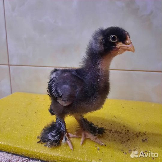 Мехеленская кукушка