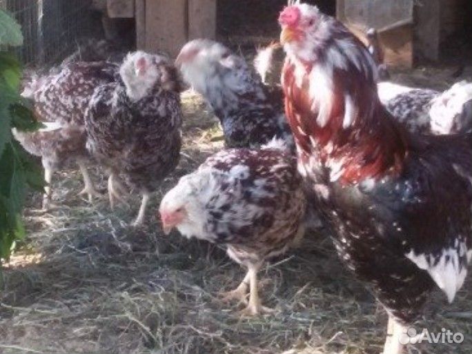 Орловские, павловские, Холмогоры, цесарк и д.р