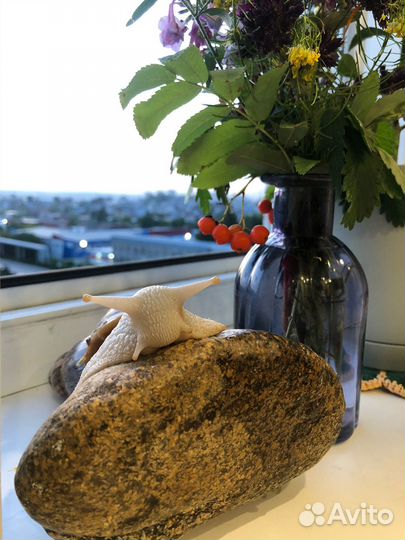 Улитки ахатины большие