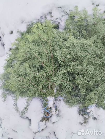 Пихтовый веник опт