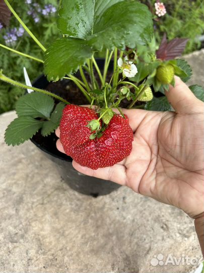 Саженцы клубники