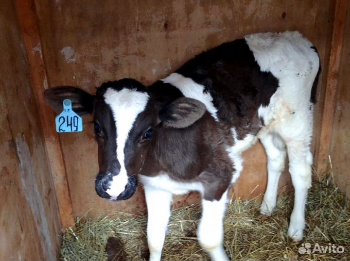 Телята, телочки, бычки на откорм. Молодые