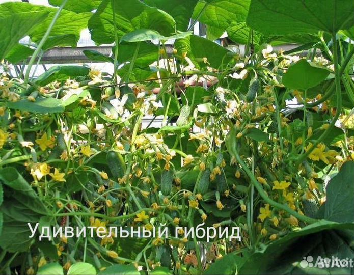 Семена удивительного гибрида огурца
