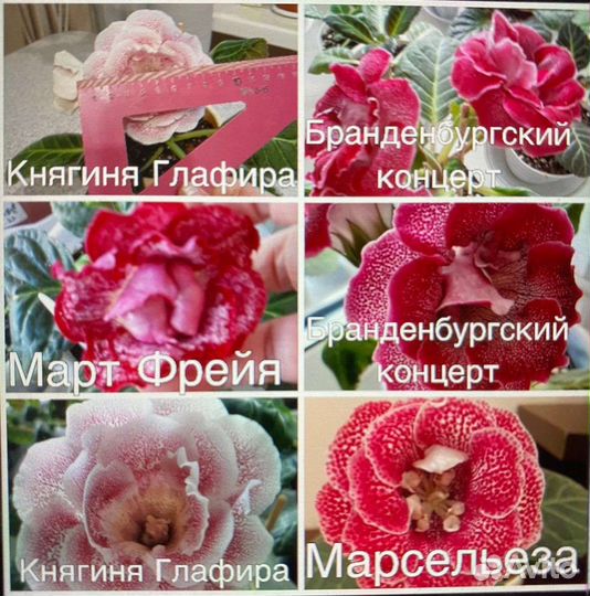 Глоксинии