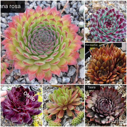 Набор молодило 25 сортов