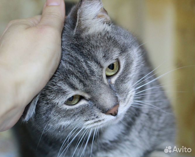 Серая Кошка