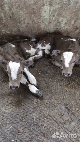 Телята бычки и телки