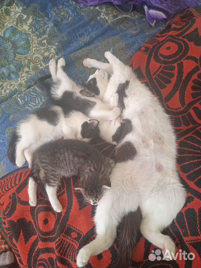 Отдам котят в добрые руки. Земетчино