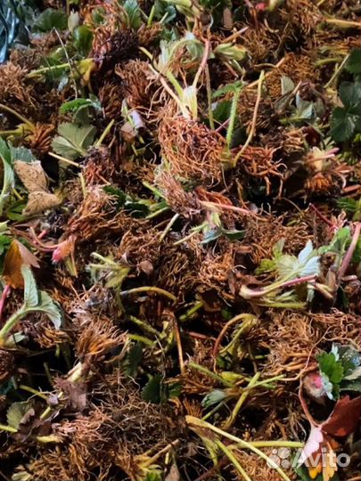 Фригованные раппоны клубники для кассет