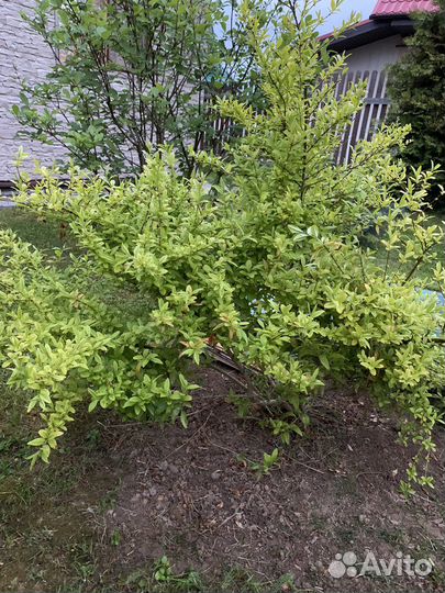 Бирючина аурея кустарники для сада