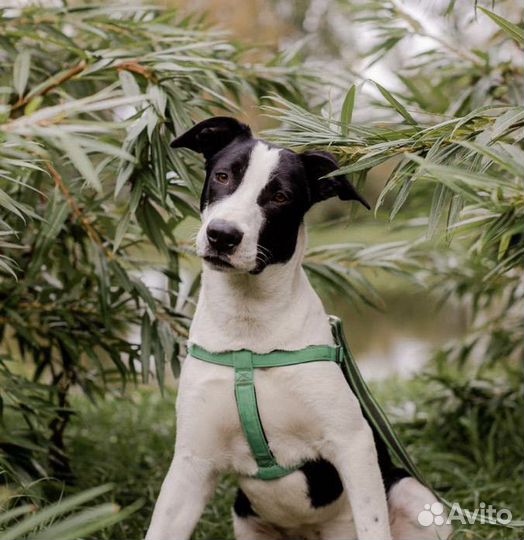 Рэм в самые добрые руки