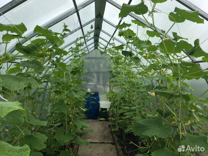 Теплица «Народная»