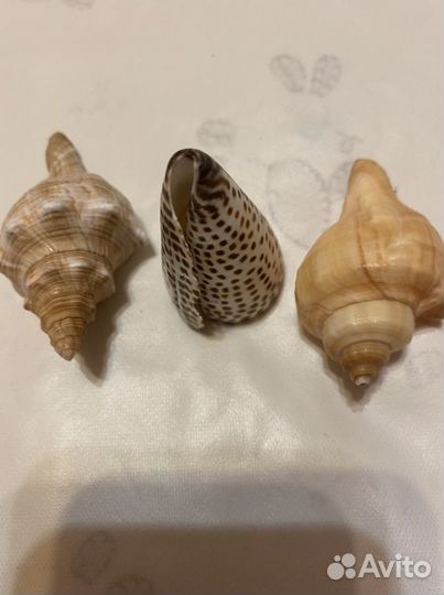 Морские ракушки раковины для аквариума