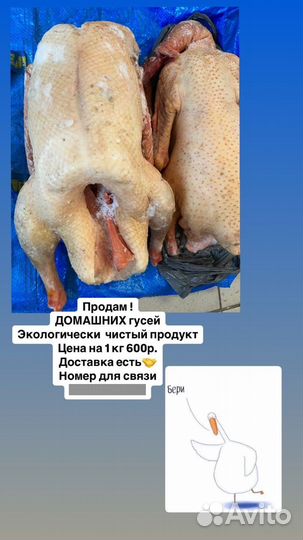Продам гусей домашних