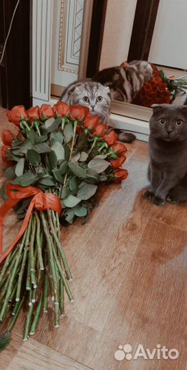 Шотланская кошка