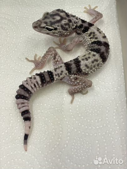 Пятнистый эублефар