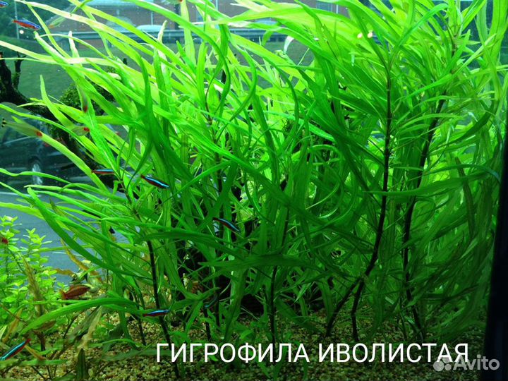Аквариумные растения
