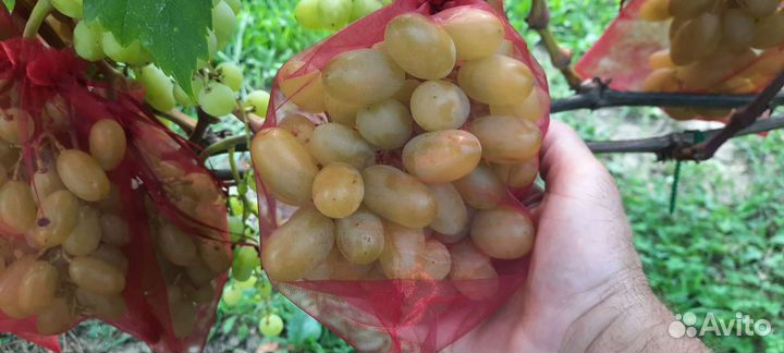 Саженцы винограда;