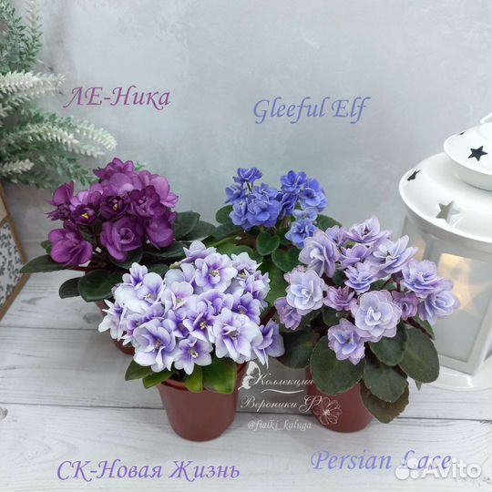 Мини Фиалки детки