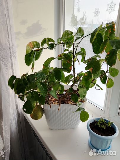 Лимонное дерево с плодами